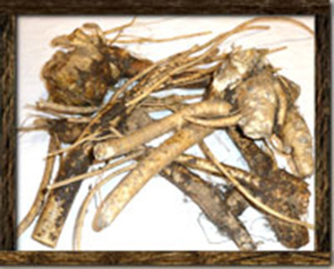 horseradish-root-wildroot